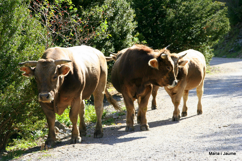 Vaques autòctones dels Pirineus